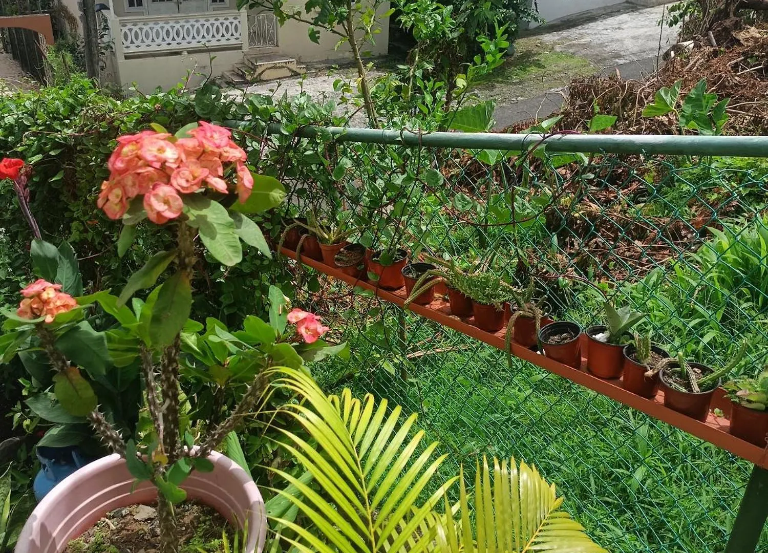 Urban Oasis Apartment 2 Castries